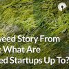 a seaweed story seaweed startups market research data